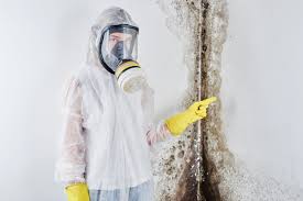 Best Attic Mold Removal in Kenton, OH